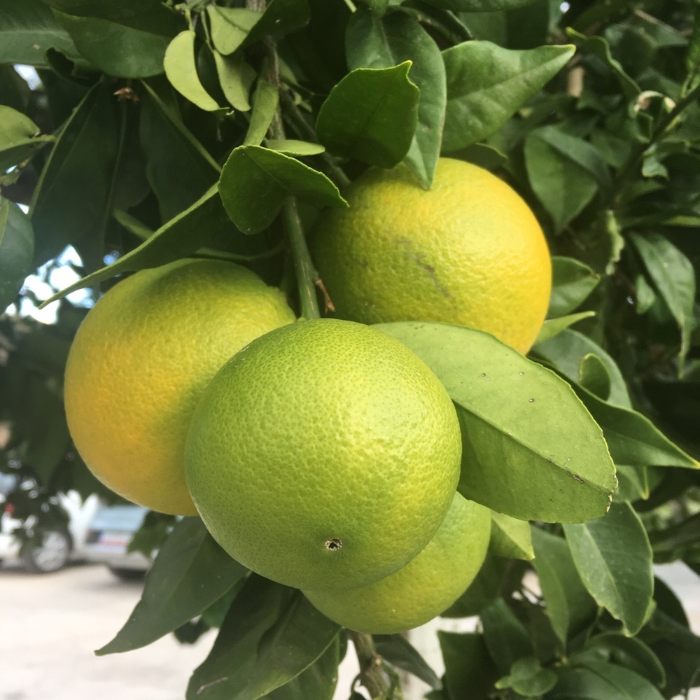 Meet your Posher, Lynn